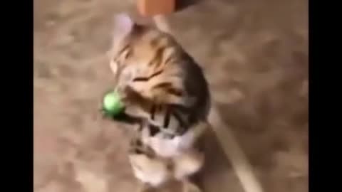 Cute cat playing with a christmas ball