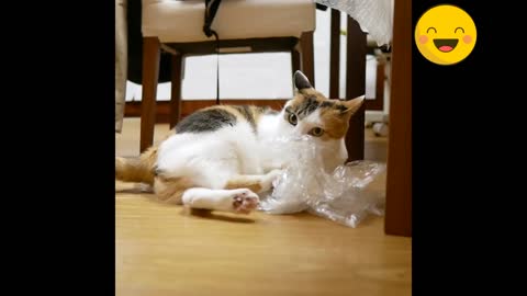 Cute cat playing with plastic and getting a good time