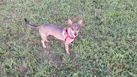 Murphy gets to run before retreat