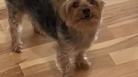 Bossy Yorkie demands to go outside, right after coming inside