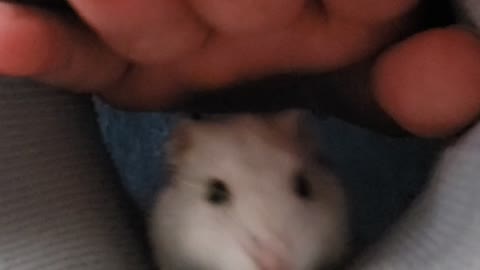 Hamster fun