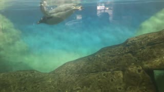 Penguins love to swim