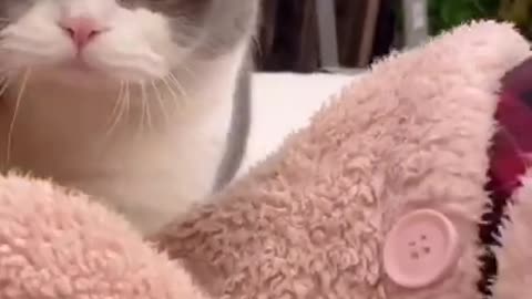 Funny cat videos 2021 _ Funny cats compilation +1