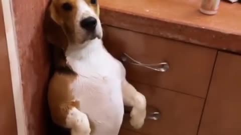 cute dog afraid of being wet !