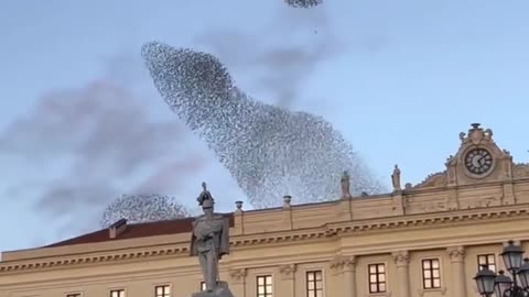 NOVEMBER 2023~MURMURATION STARLINGS IN THE CITY OF SASSARI ITALY