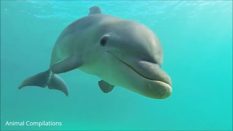Dolphins Swimming Compilation