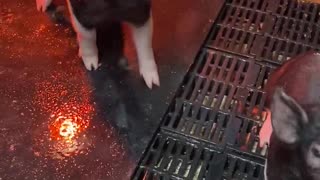 Piglets Sit