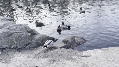 Central Park Duck Pond New York City 3