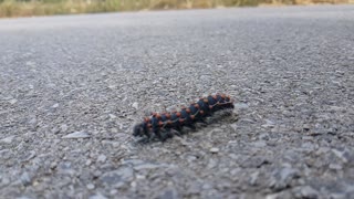 Caterpillar slow-mo