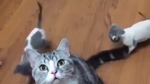 Play kitten