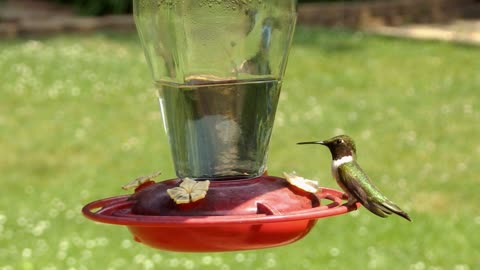 Backyard Hummingbirds.
