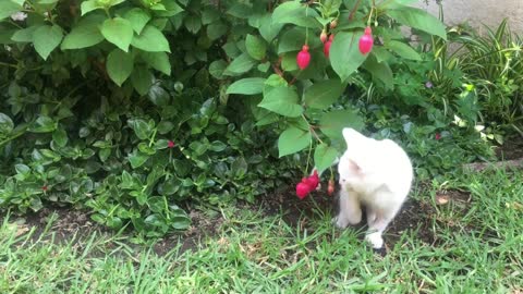 Cute cat playing in the garden