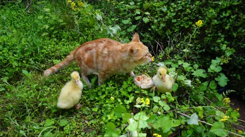 cat and two little ducks