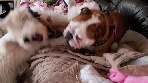 Bulldog plays with puppy Goldendoodle on couch
