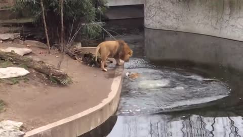 Lion Falls In The Water In German Zoo