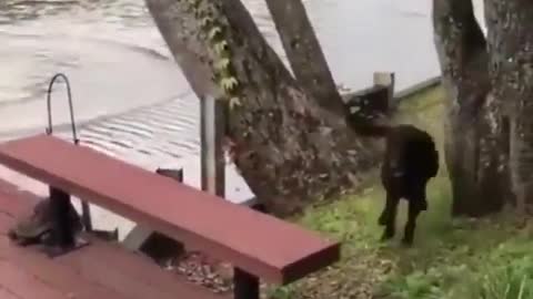 cute dogs try to save the owner from drowning