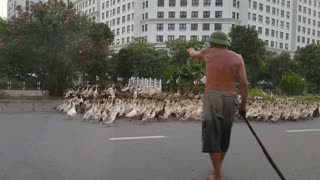 Dozens of Ducks Cause Traffic Jam