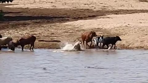 Title: 🐄🐊 Savage Ambush: Crocodile Takes Down a Defenseless Cow! 😱🌊