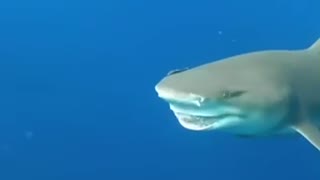 Amazing shark likes nose rubs from diver