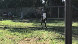 Dog Singing in the Rain