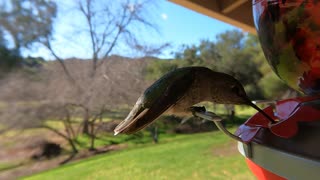 Hummingbird slow motion