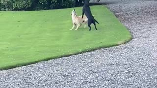 Playful Pooch Pals Boop the Balloon