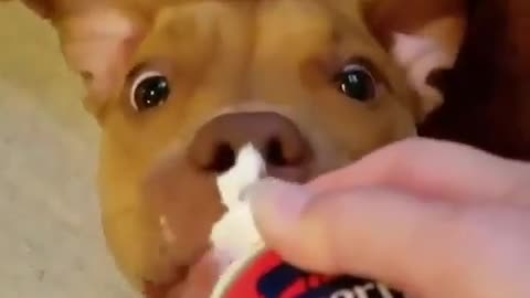 Look How Funny This Dog is Eating