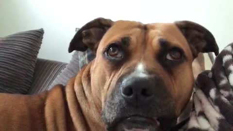 Dog absolutely fascinated with nature program on TV