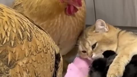 Kittens_teach_rooster_and_hens_to_take_care_of_chi