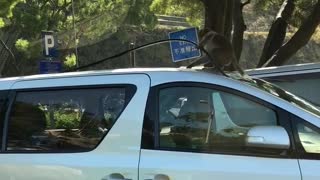 Mischievous Monkey Takes Apart Car