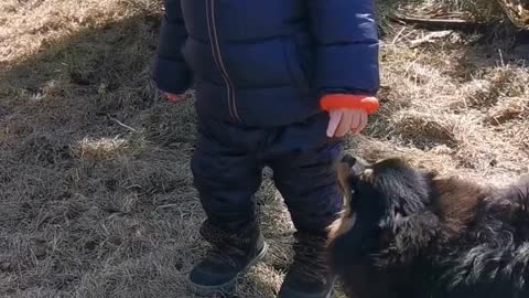 cute little baby and puppies