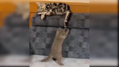 funny cats Change your Minds