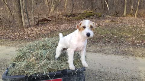 Adorable Terrier takes a hay wagon ride