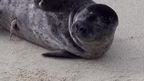 The harbor seal pupping season 🦭