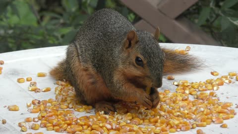 Fox squirrel eating corn seeds