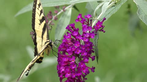 Eastern tiger swallowtail butterfly feeds on flowers