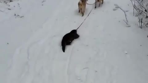 Такоге виду в первые, выдра любит когда ее таскают собаки по снегу))