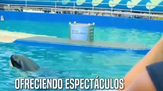 Piden libertad para la orca Lolita, cautiva en un pequeño tanque de SeaWorld