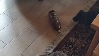 Puppy playing with bottle