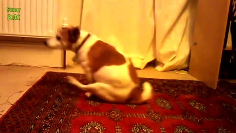 Funny Dogs Butt Scooting Compilation 2014 NEW