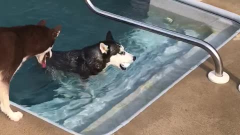 Husky Showing Sister How To Swim