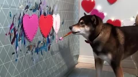 Doggo is an Expert Painter