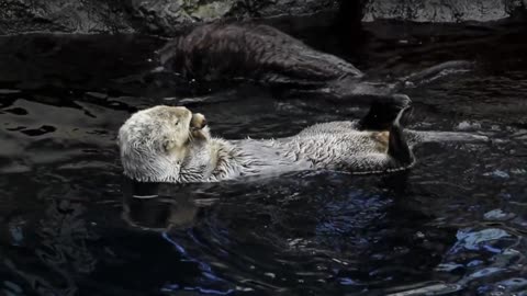 the otters in the greatest tranquility, totally carefree!