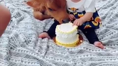Baby celebrating birthday of animal babe