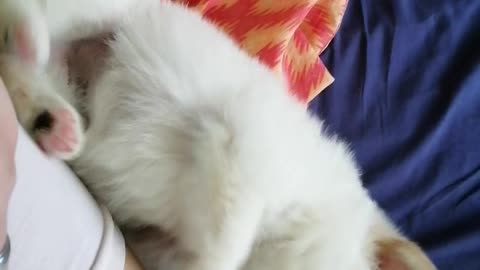 Puppy showing love || Cuteness overload