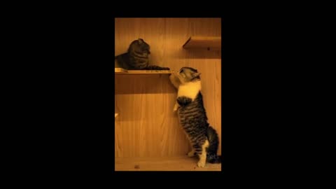 cute cats funny moment