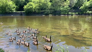 Chased away by Canada Geese