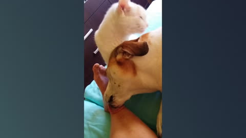 Cat licks dog while dog licks owner's foot