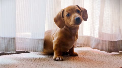 Little puppy | Cute puppy of dog