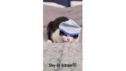 Shy Cute little Kitten 😻😻